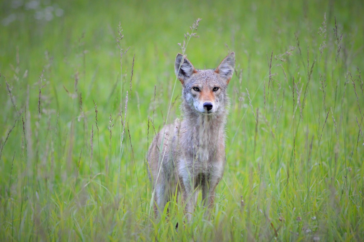 Coyote, Cades Cove, Tennessee, United States of America