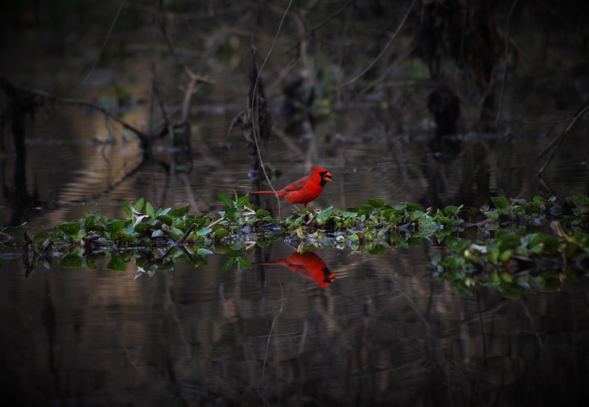 Cardinal, Ratliff Ferry, Mississippi, United States of America