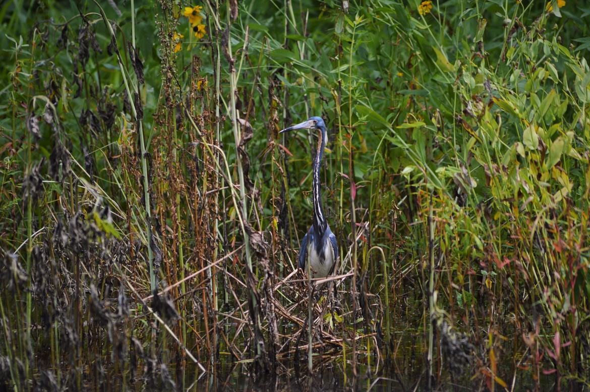 Great Blue Heron, LaPlace, Louisianna, United States of America