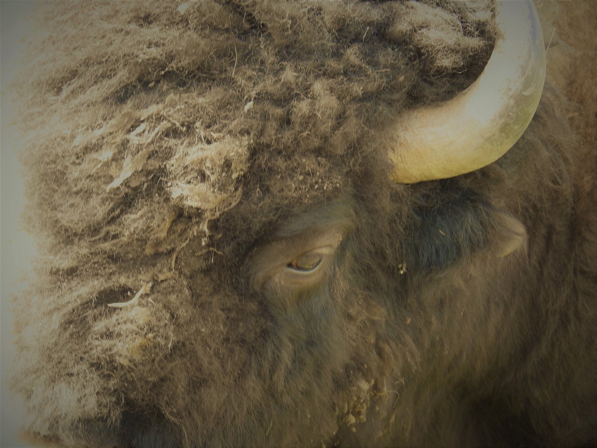 American bison, Yellowstone Natil Park, United States of America