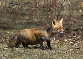 Grid red fox mg 4238