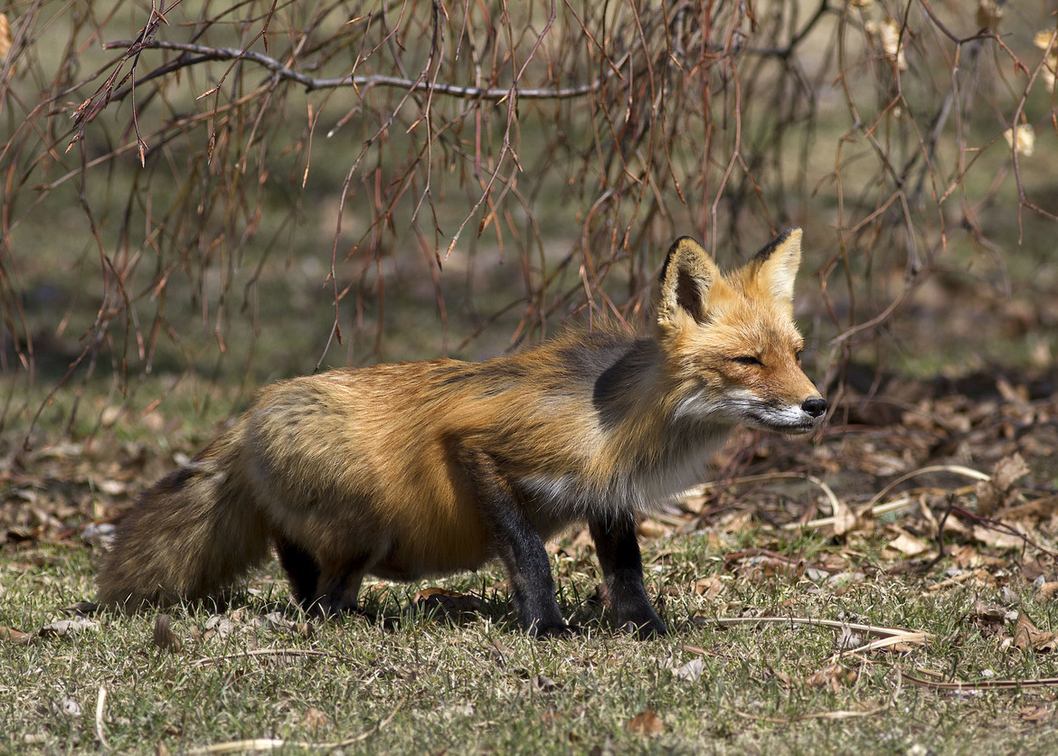 Red Fox, Scarborough, Ontario , Canada
