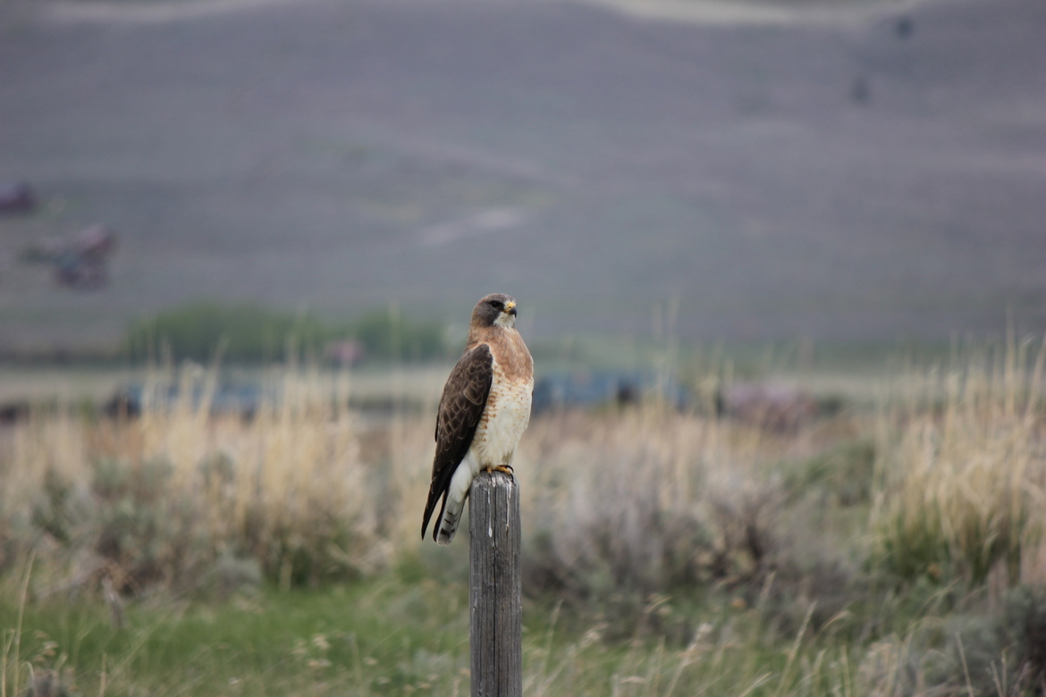 Raptor, West Yellowstone, United States of America