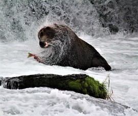 Grid img 1800 bear 68  5 
