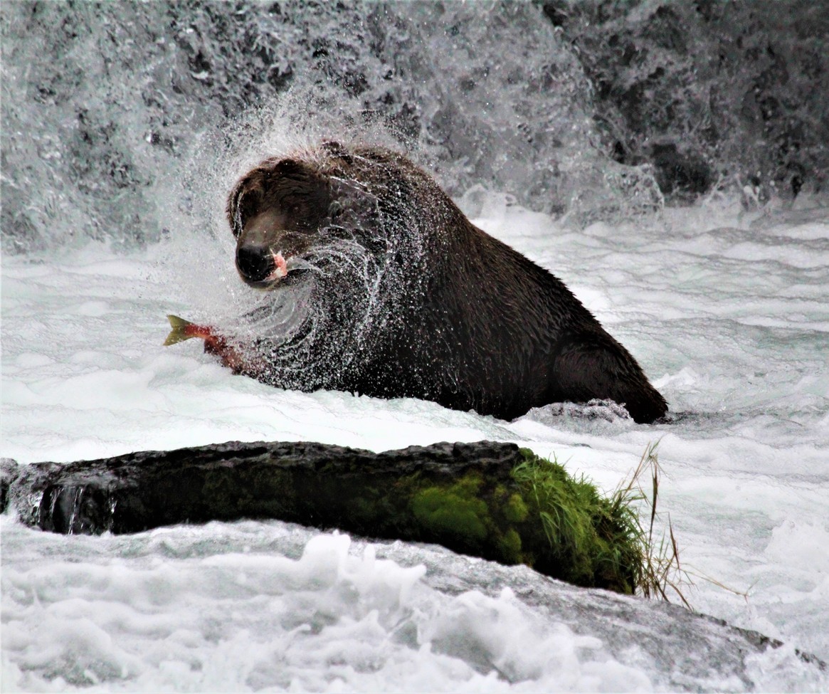 Brown Bear, Katmai National Park, Alaska, United States of America
