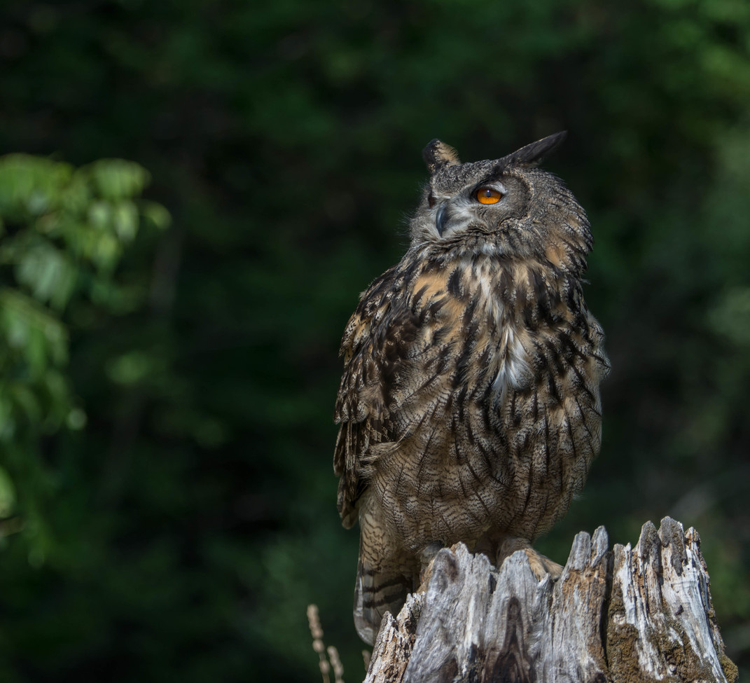 Great Horned Owl, Canadian  Raptor Conservancy    Vittoria, Ontario, Canada