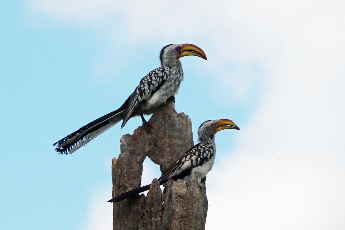 Southern Yellow-billed Hornbill, Jack's Camp, Botswana