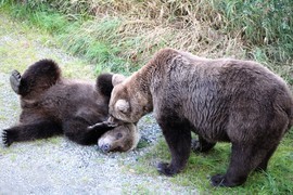 Grid img 3173 bear 273 and cub  2 