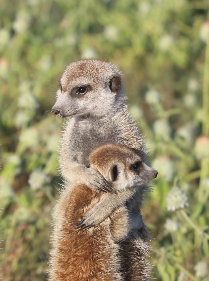 meerkat, Jack's Camp, Botswana
