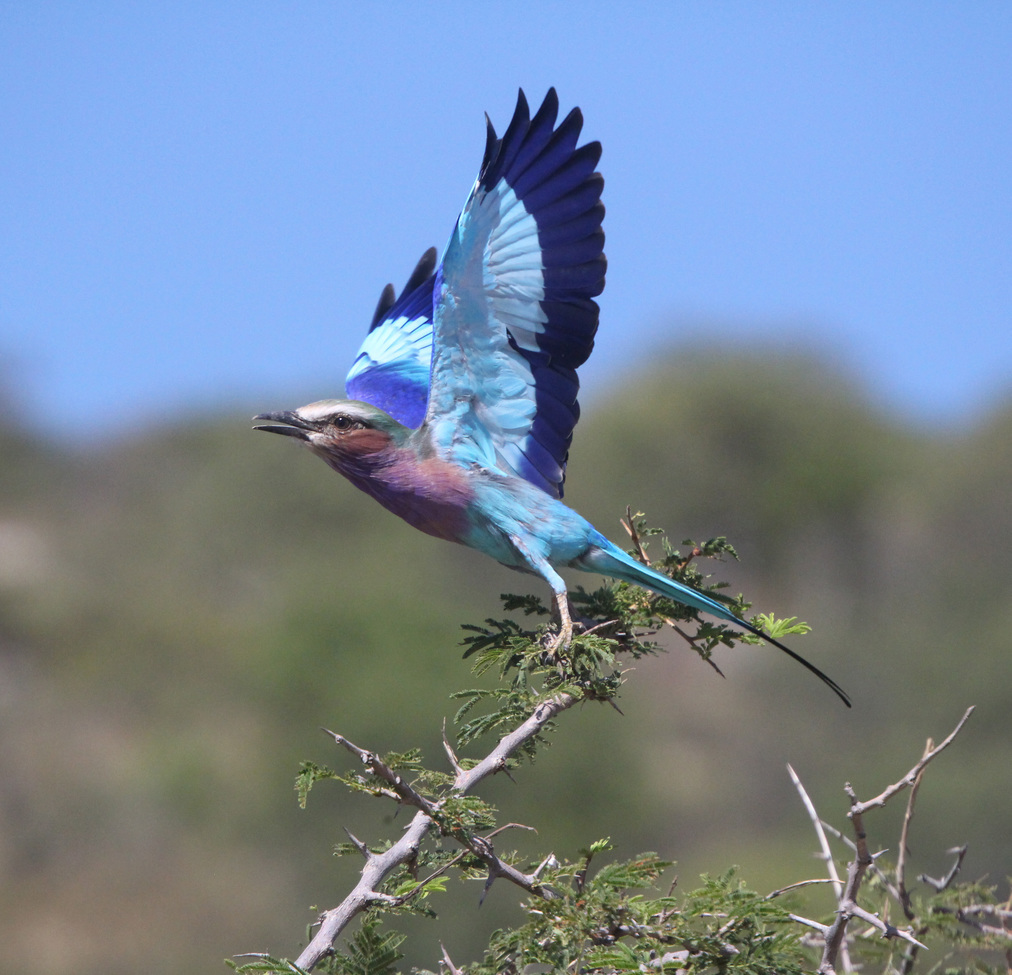lilac-breasted roller , Ongala Game Reserve, Namibia