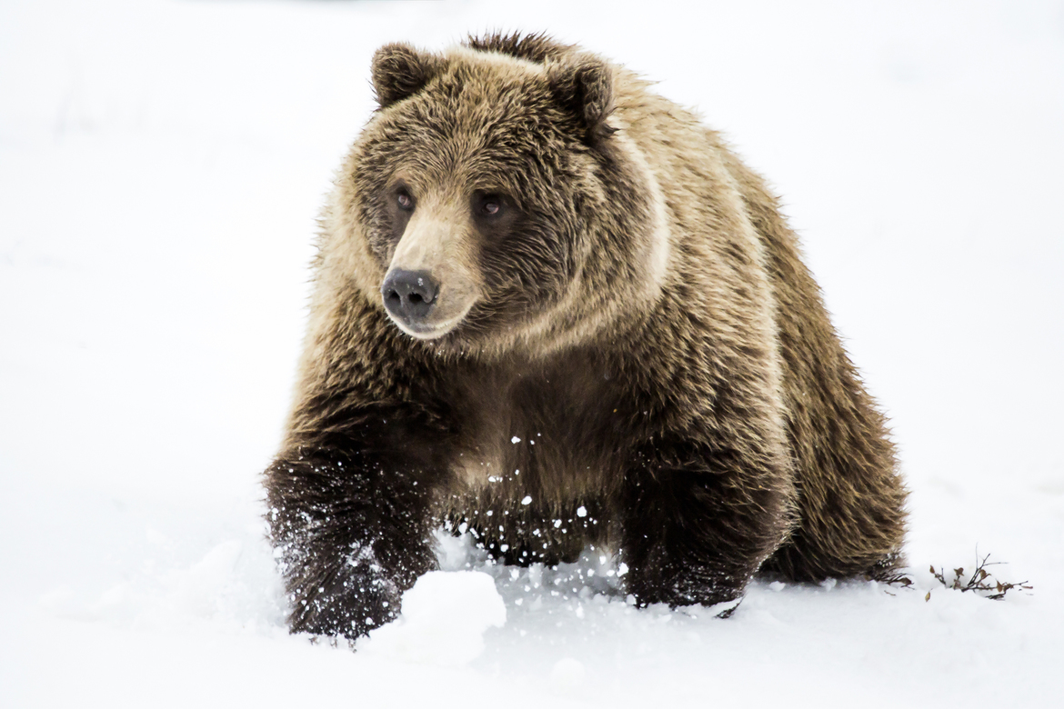 Grizzly Bear, Denali National Park, United States of America