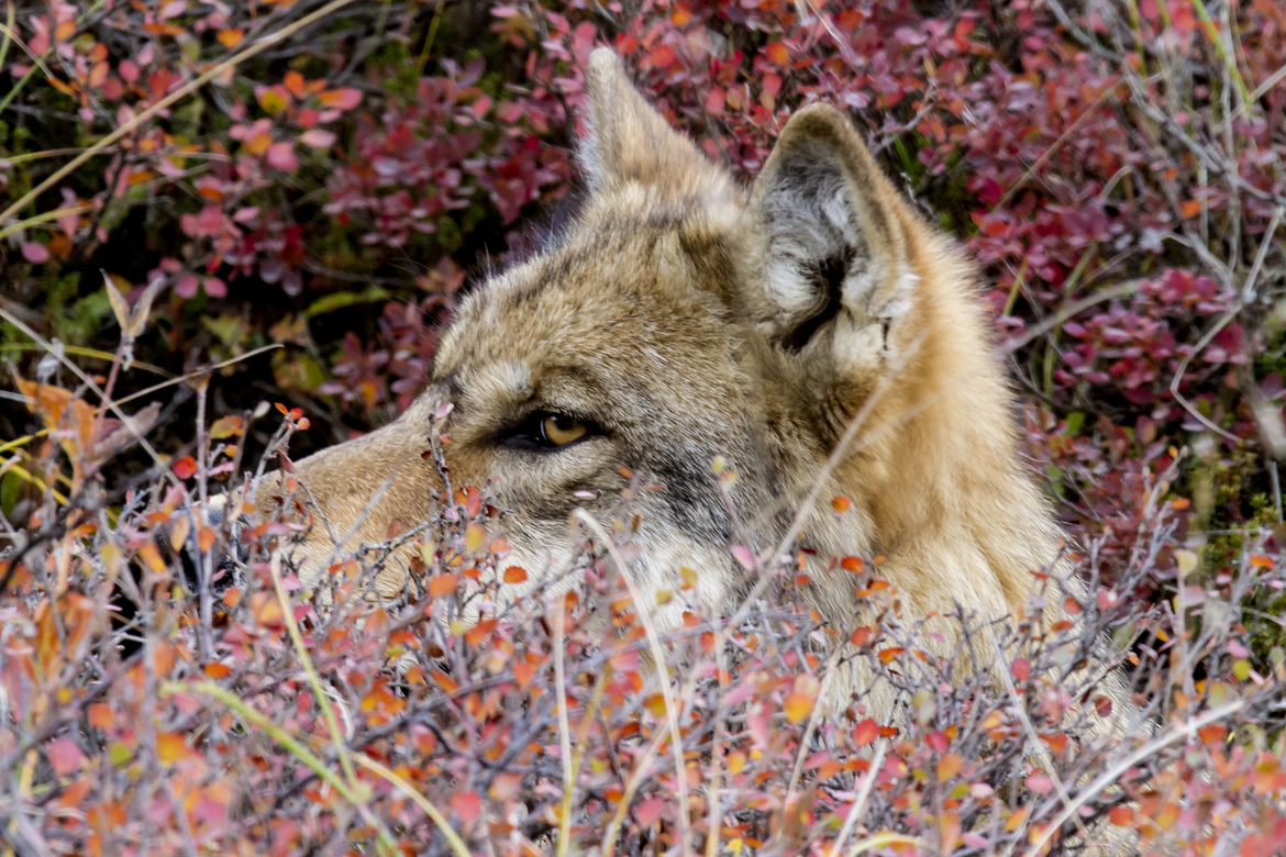 Denali Wolf, Denali National Park, United States of America