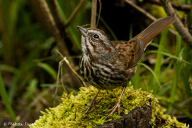 Grid song sparrow moss stump f