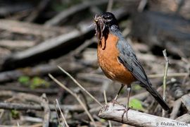 Grid robin and worms 2 may 14  2017 lr wm