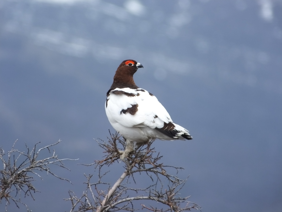 Willow Ptarmigan, Denali National Park , United States of America