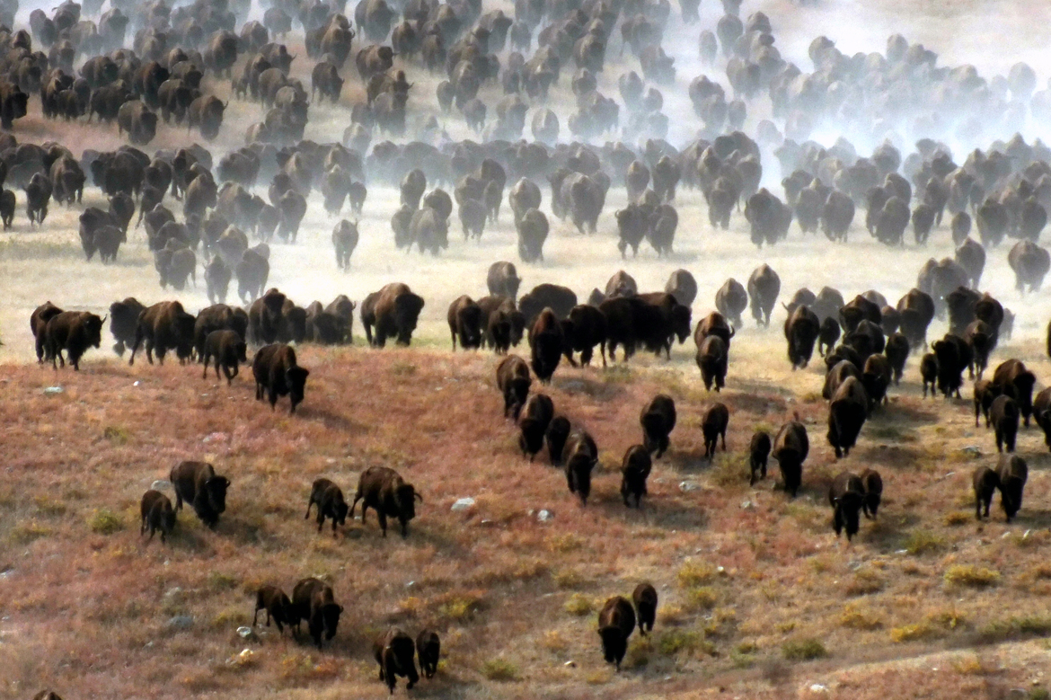 American Bison, Custer State Park, United States of America