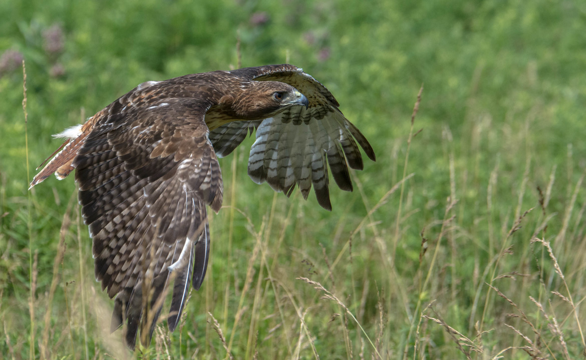 Golden Eagle, Canadian  Raptor Conservancy    Vittoria, Ontario, Canada