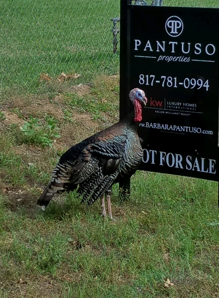 wild turkey, side of the road in Keller, Texas, United States of America