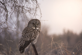 Grid owl2