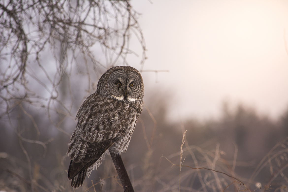 Great Grey Owl, Madoc Ontario, Canada