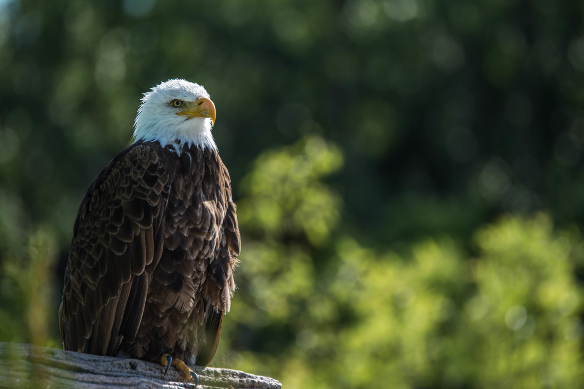 Bald Eagle, Canadian  Raptor Conservancy    Vittoria, Ontario, Canada