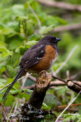Grid towhee vert f