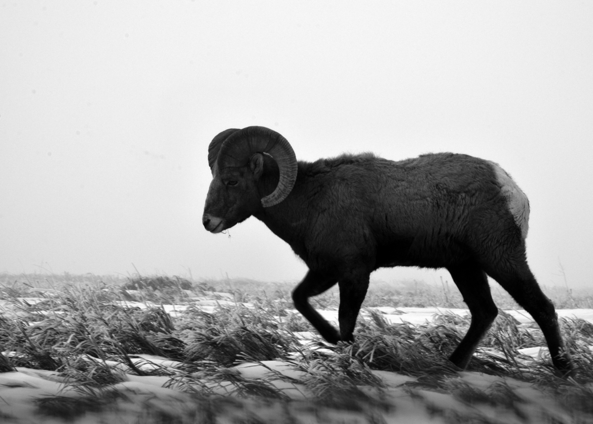 Big Horn Sheep, Badlands National Park, United States of America
