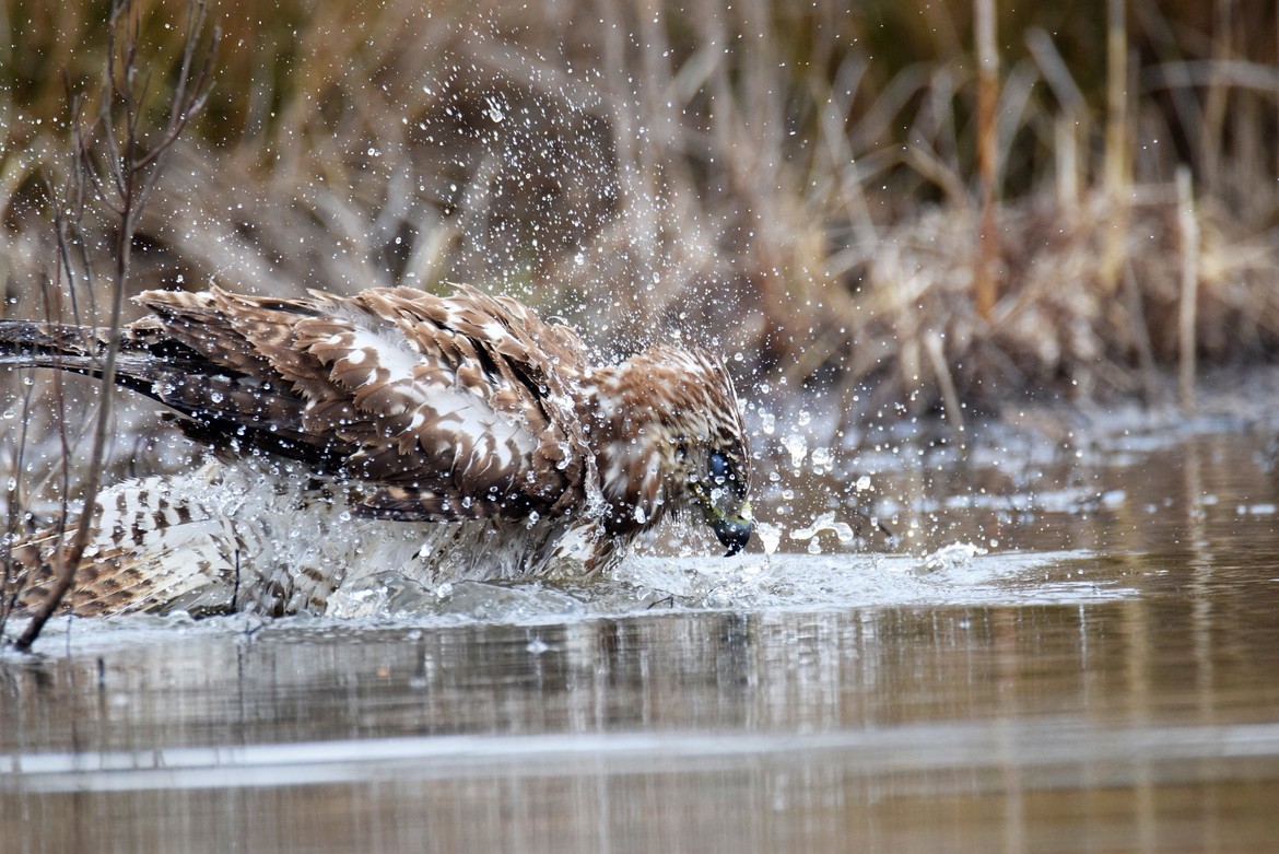 Red-Tailed hawk, John Heinz wildlife refuge Philadelphia Pa, United States of America