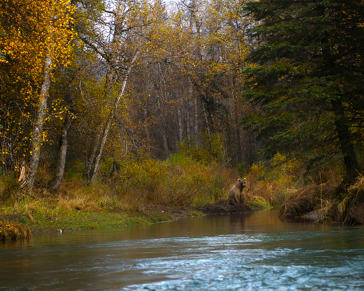 Ursus Arcticus Horiblis Alaskan Griz, South West Alaska on Illiamna River flowing into Lake Illiamna, United States of America
