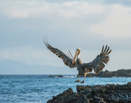 Grid galapagos pelican
