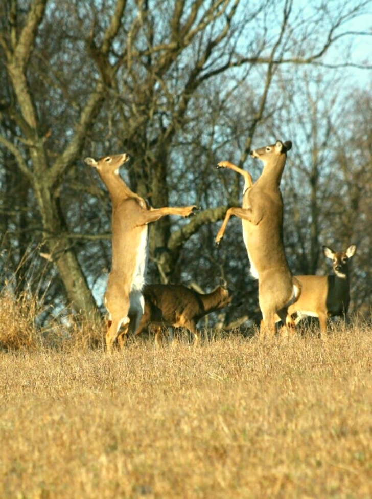 Deer, Ontario, Canada
