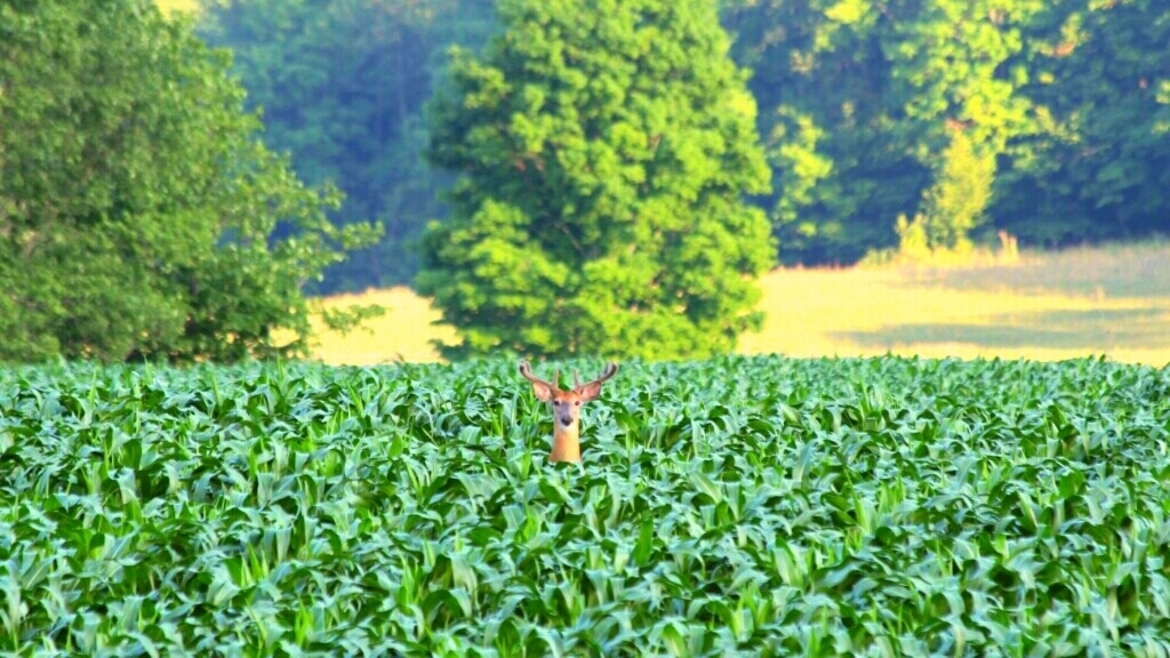 Deer, Ontario, Canada