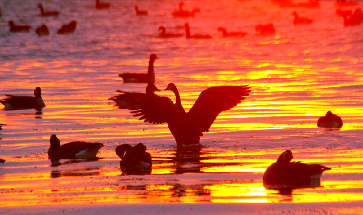 Goose, Ontario, Canada