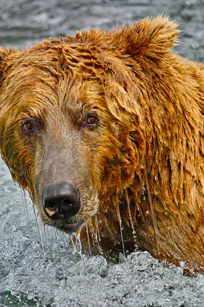 Ursus Arcticus Horiblis Alaskan Griz, KATMAI NAT. PARK, ALASKA, United States of America