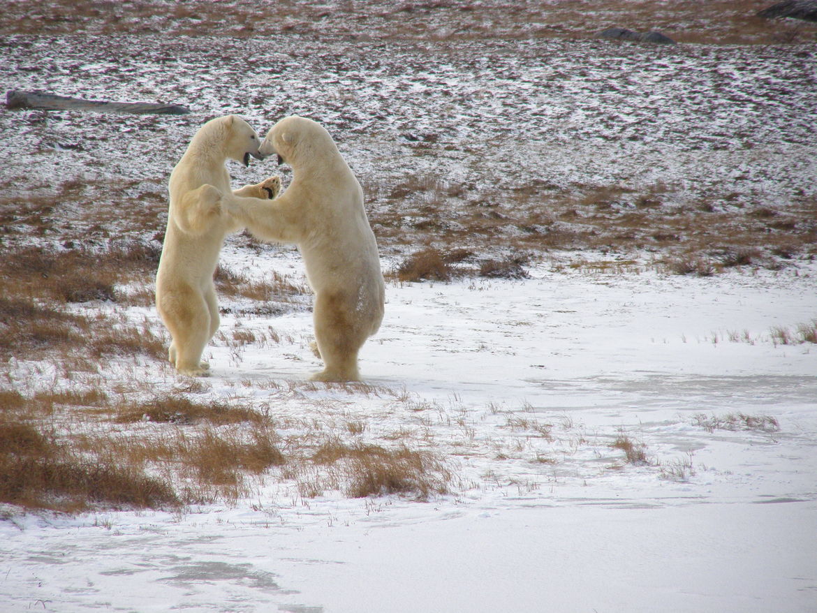 Polar bear, Churchill , Canada, Canada