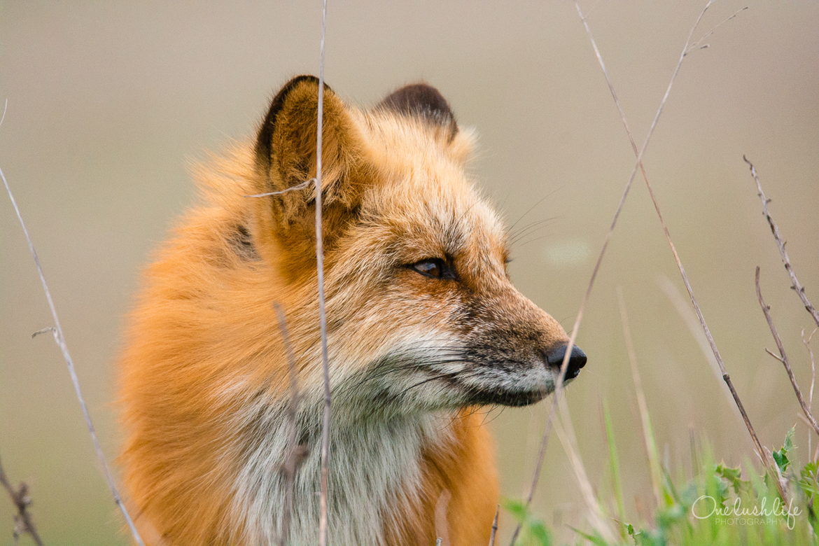 North American Red Fox, San Juan Island, United States of America