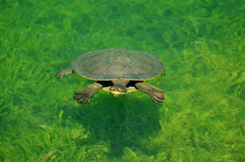 Grid floating turtle