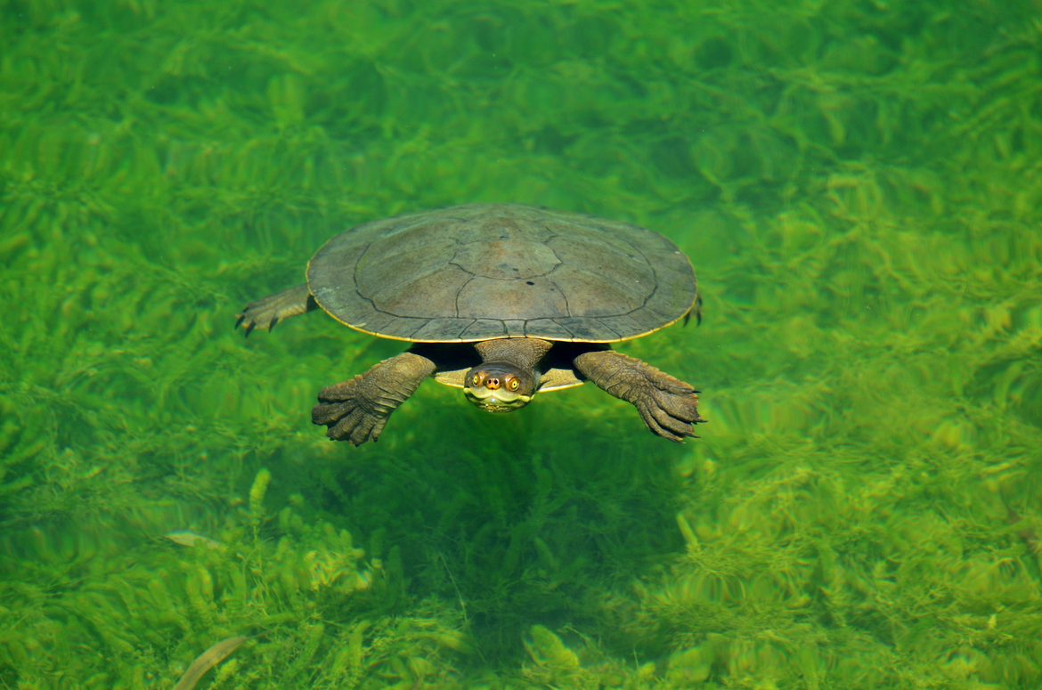 Emydura macquarii (Murray River turtle), South Australia, Barossa region, Australia