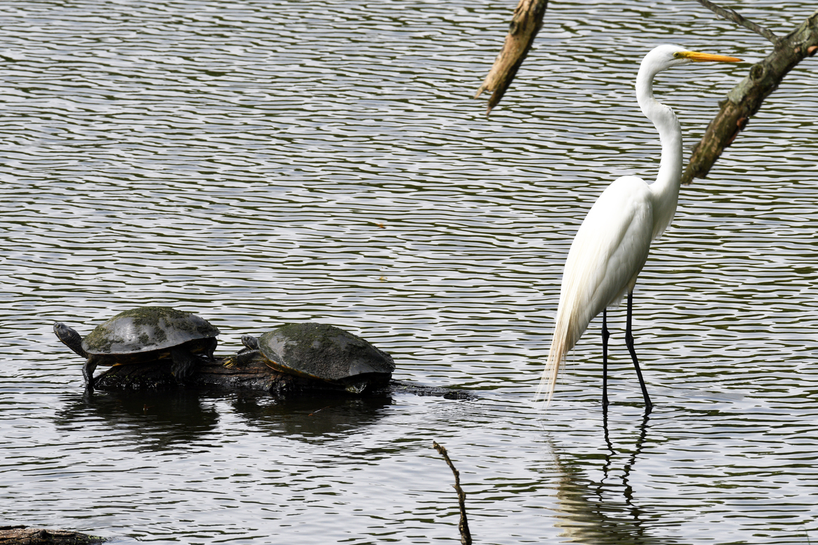 Turtle and Snowy White Egrets, Avery Island, LA, United States of America