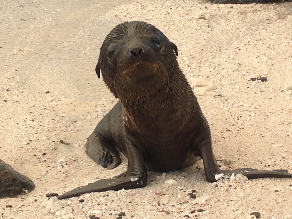 Sea lion, Galopogos islands, Ecuador