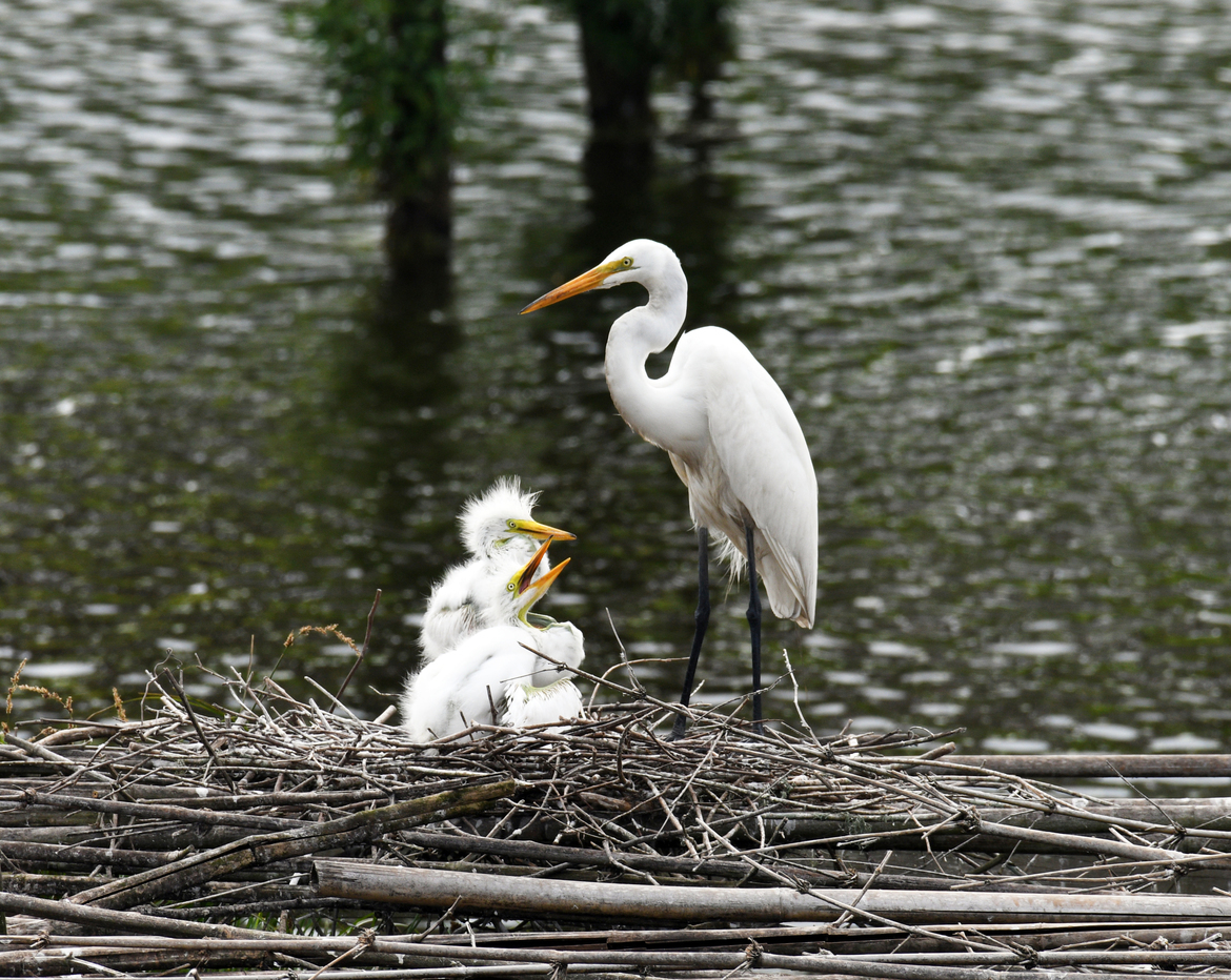 Snowy White Egrets, Avery Island, LA, United States of America