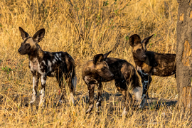Grid dsc 0462 wilddog pups everwary savuti thuram 20oct16