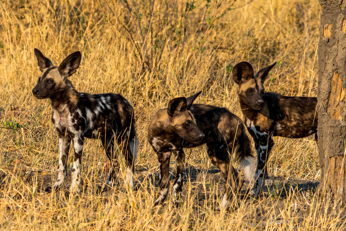 African Wild Dogs, Savuti Marsh Area, Chobe National Park, Botswana