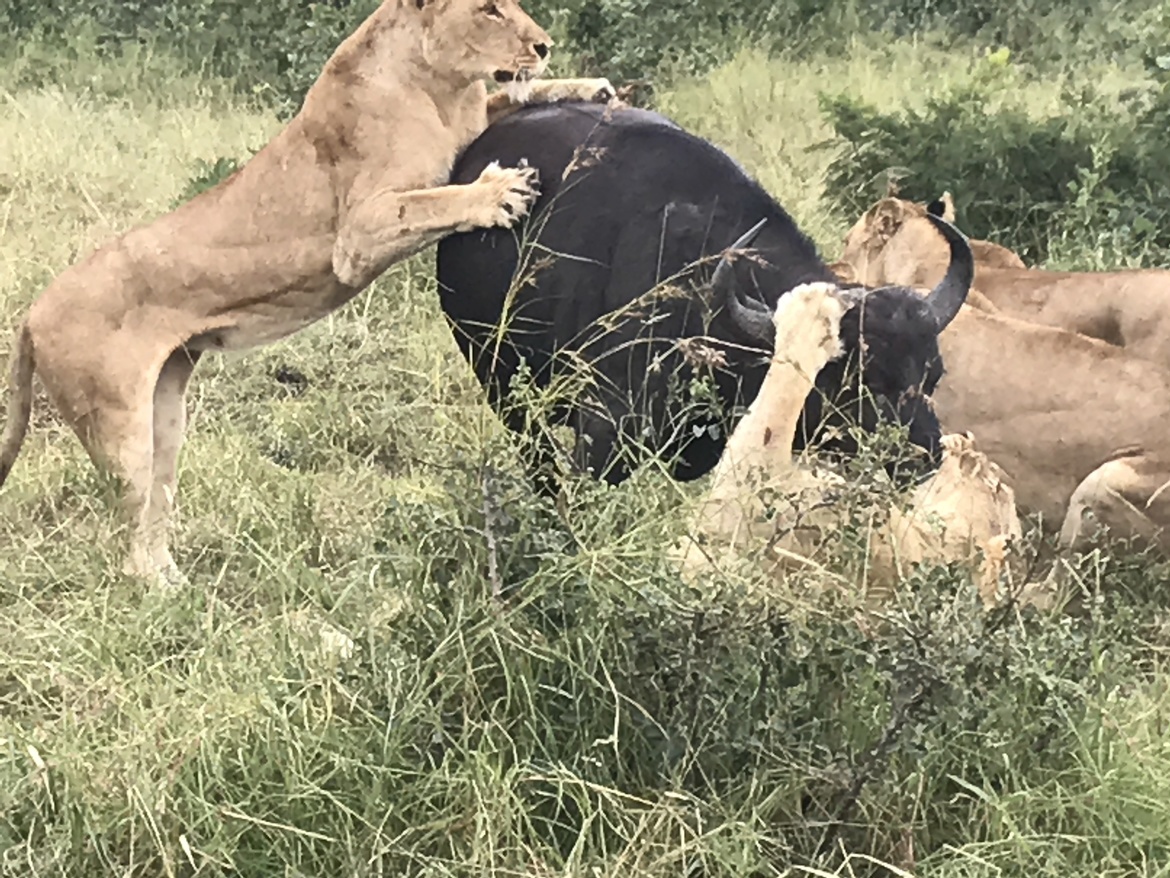 Lions taking down a buffalo, Sabi Sands, South Africa