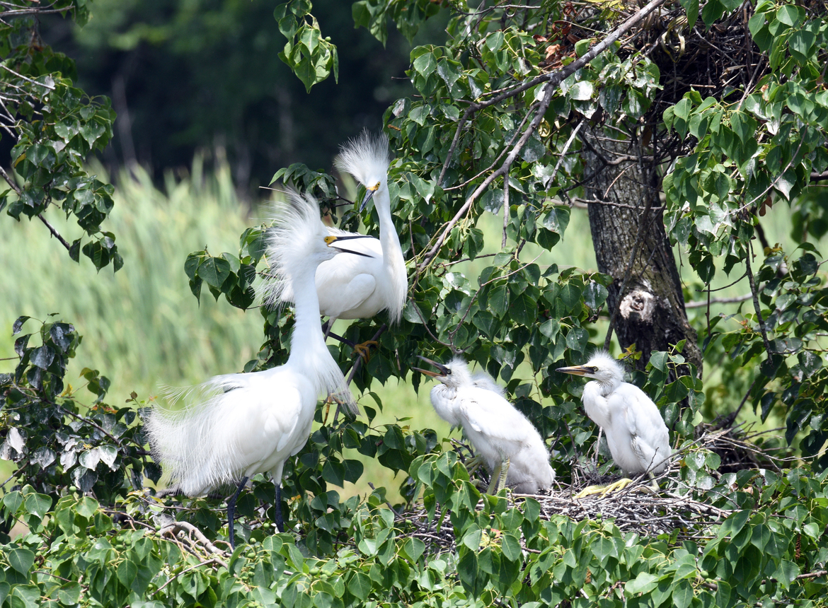 Snowy White Egrets, Rip's Rookery Garden, Jefferson Island Rd, New Iberia, LA , United States of America