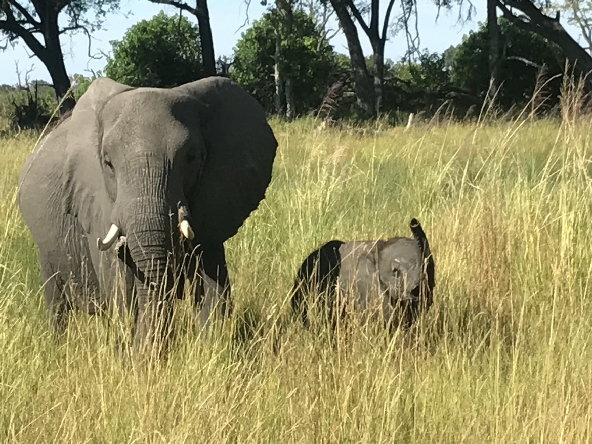 Elephants, Okavunga Delta, Botswana