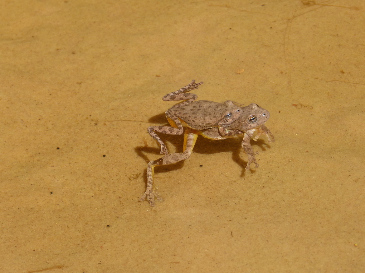 Canyon Tree Frogs, Zion National Park, United States of America
