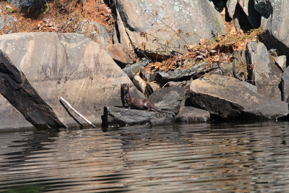 Mink, Killarney area, Ontario, Canada