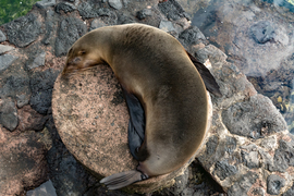 Grid ey ying yang seal