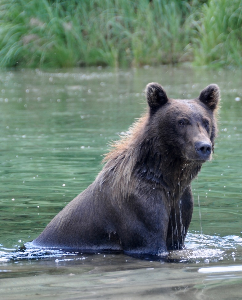 Grizzly /Brown bear, Katmai peninsula , United States of America